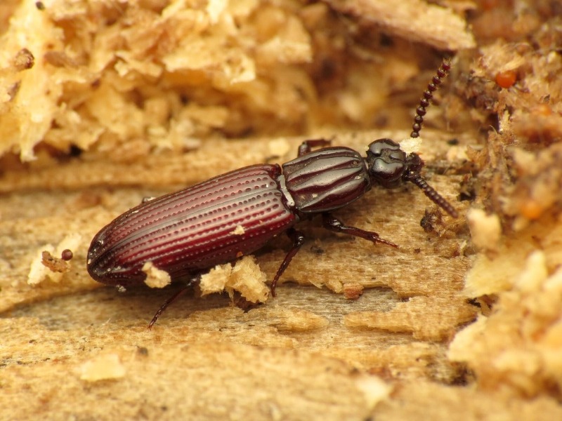 Небезпечні короїди: як шкідники-жуки руйнують дерев'яні будинки