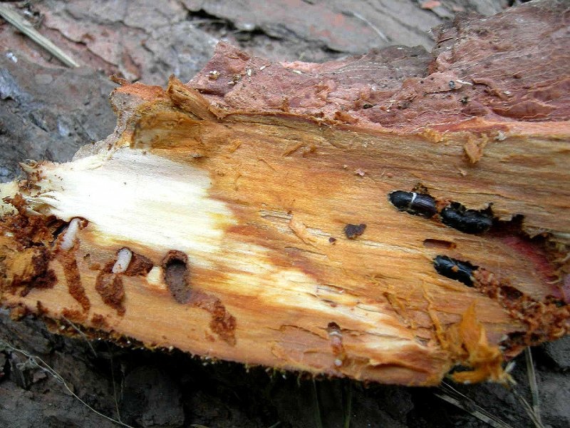 Небезпечні короїди: як шкідники-жуки руйнують дерев'яні будинки